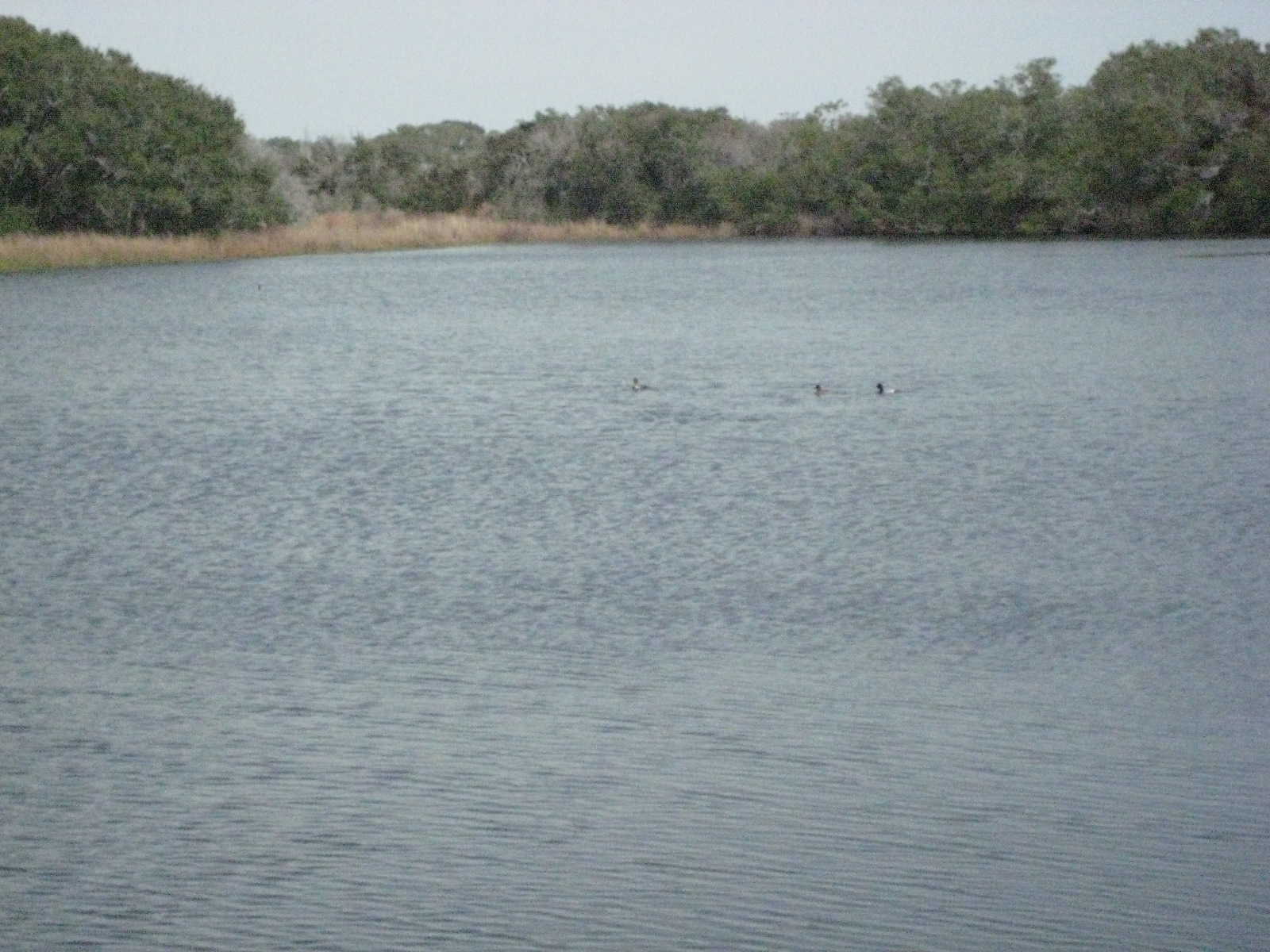 Birds!